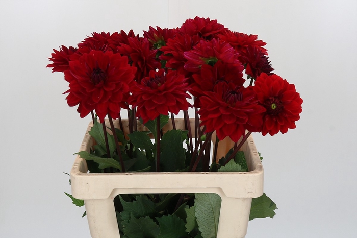 <h4>Dahlia Menorca</h4>