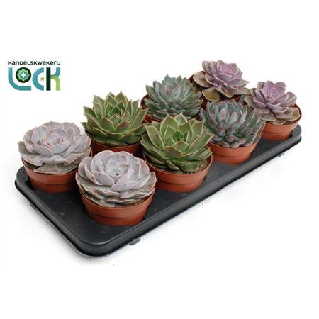 <h4>Echeveria Gemengd</h4>