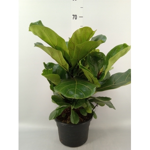 Ficus lyrata