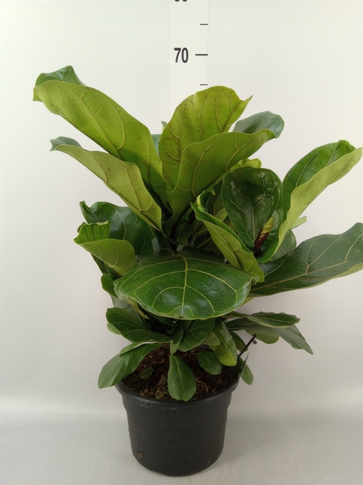 <h4>Ficus lyrata</h4>