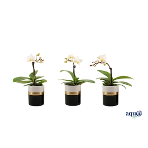 Dolomite Horizon Black Tiny Dolls Wit 1T7+ Aqu@