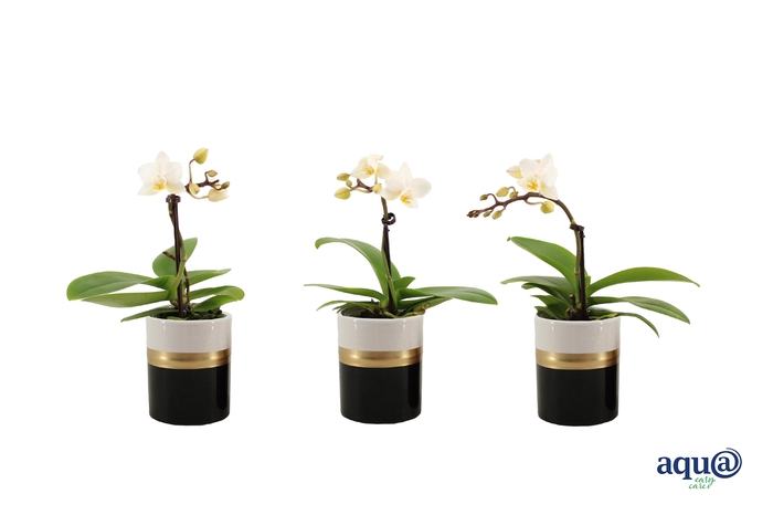 <h4>Dolomite Horizon Black Tiny Dolls Wit 1T7+ Aqu@</h4>