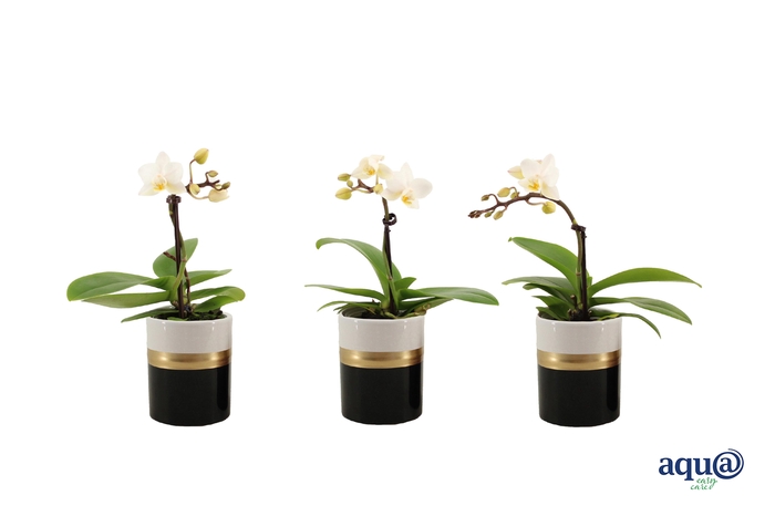 <h4>Dolomite Horizon Black Tiny Dolls Wit 1T7+ Aqu@</h4>