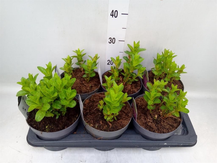 <h4>Lythrum  'Robin'</h4>