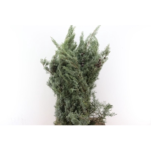 Arizonica Cupressus 5kg P Pak Lang