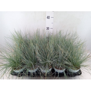 Festuca glauca 'Compacta Blue'