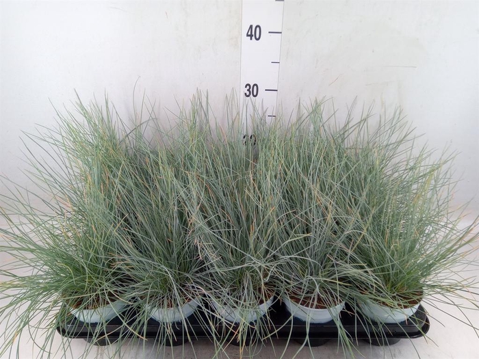 <h4>Festuca glauca 'Compacta Blue'</h4>