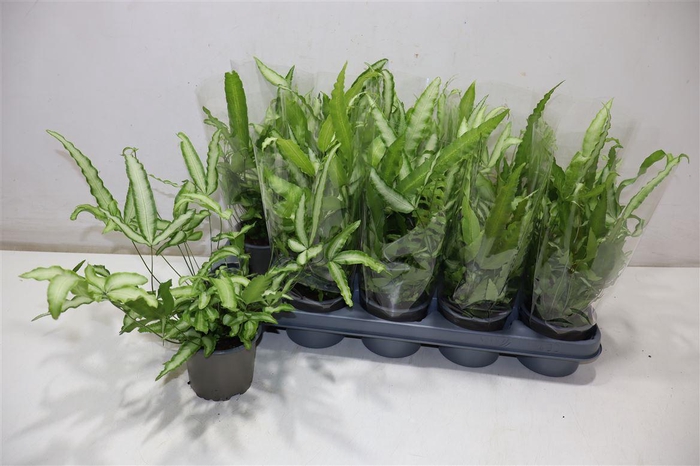 <h4>Pteris Albolineata</h4>