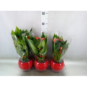 Anthurium andr. 'Mill Flowers Red'