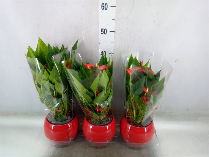 <h4>Anthurium andr. 'Mill Flowers Red'</h4>