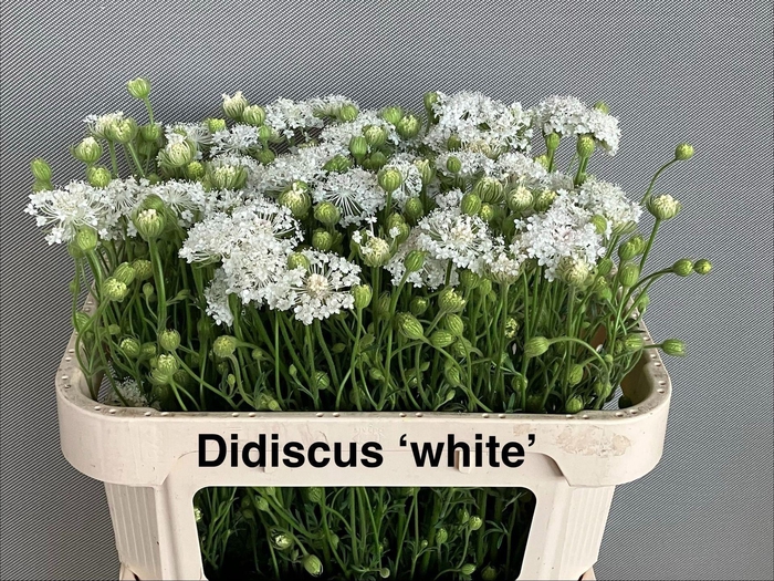 <h4>OVERIG SNIJBLOEMEN SNIJBLOEMEN OV</h4>