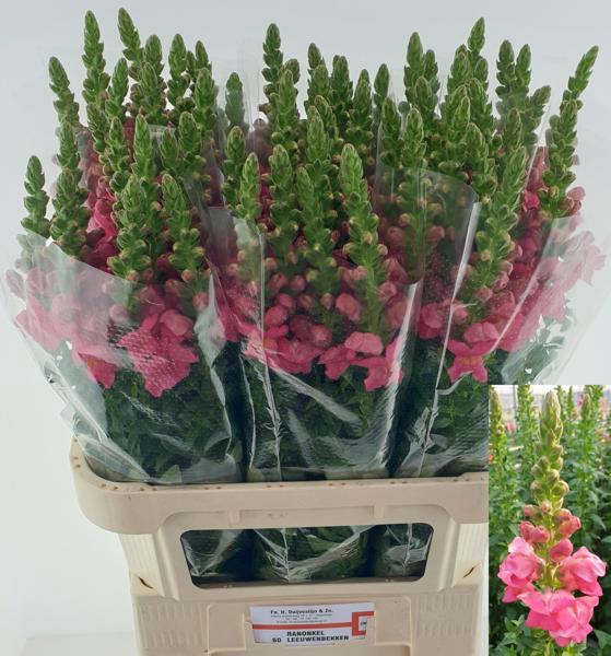 <h4>Antir Potomac Rose Duijvestijn</h4>