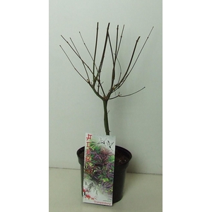 Acer palmatum 'Trompenburg' P19