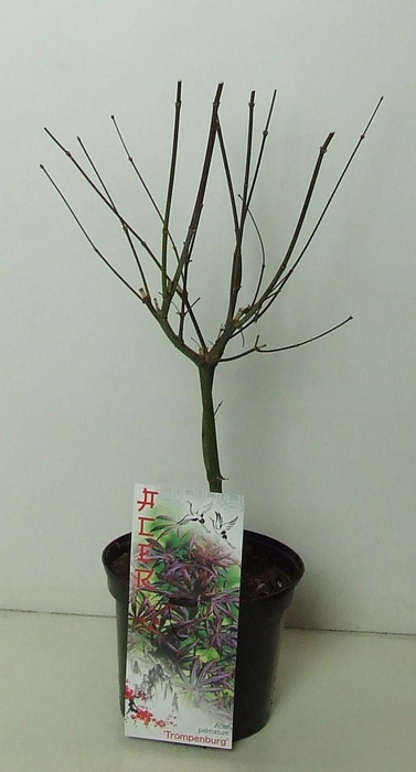 <h4>Acer palmatum 'Trompenburg' P19</h4>
