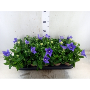 Platycodon grand. 'Astra Blue'