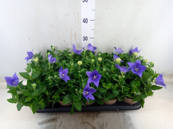 <h4>Platycodon grand. 'Astra Blue'</h4>