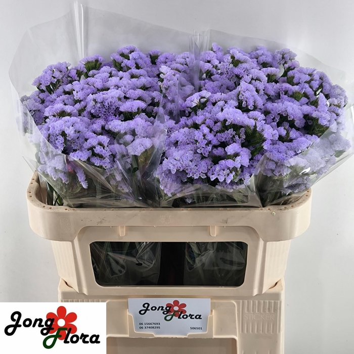 <h4>LIM S MERMAID WINGS</h4>