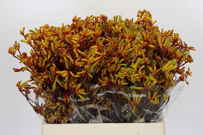 <h4>Anigozanthos Gold Fever</h4>