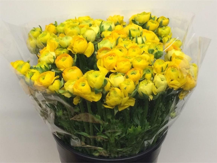 <h4>Ran El Yellow Super</h4>