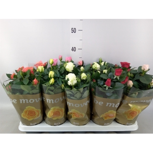 Rosa  'Beau Monde'   ...mix