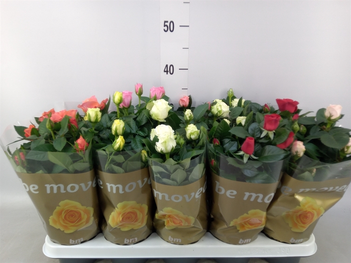 <h4>Rosa  'Beau Monde'   ...mix</h4>