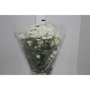 CRISANTEMO SANTINI AKOYA 080 CM