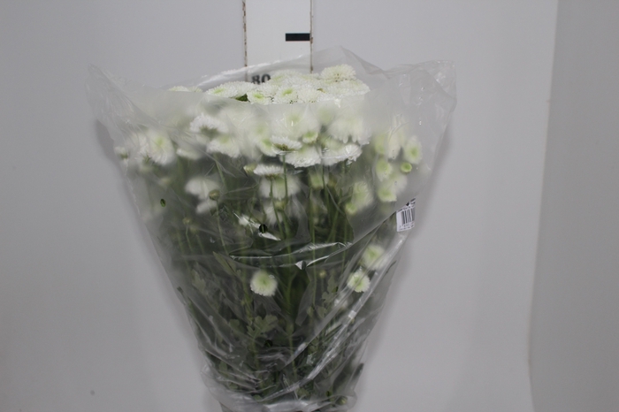 <h4>CRISANTEMO SANTINI AKOYA 080 CM</h4>