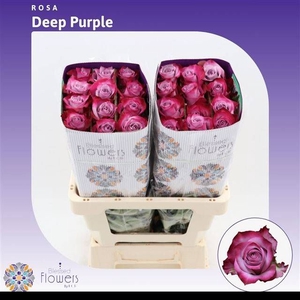R GR DEEP PURPLE