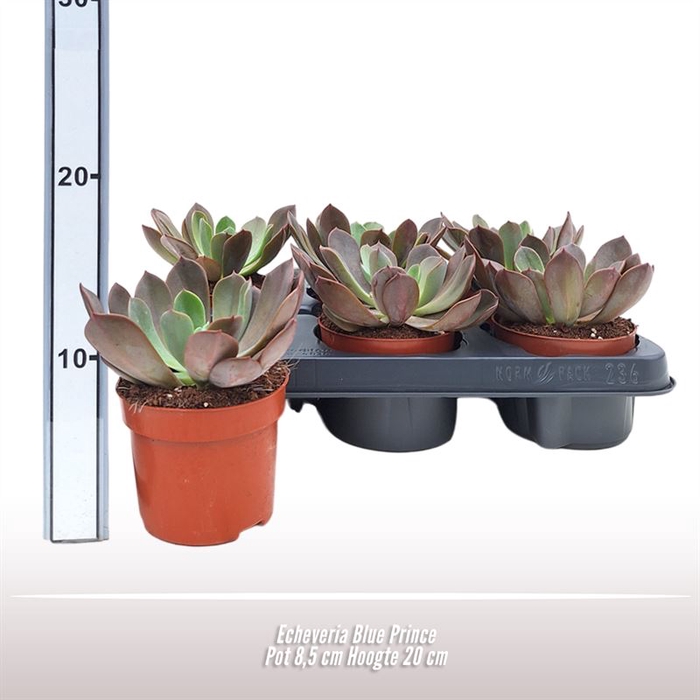 <h4>Echeveria Blue Prince</h4>