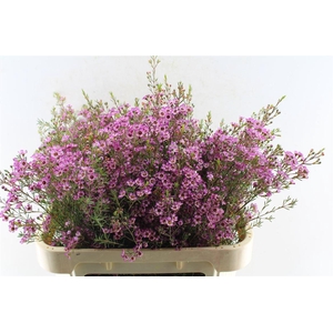 Chamelaucium Purple Pride