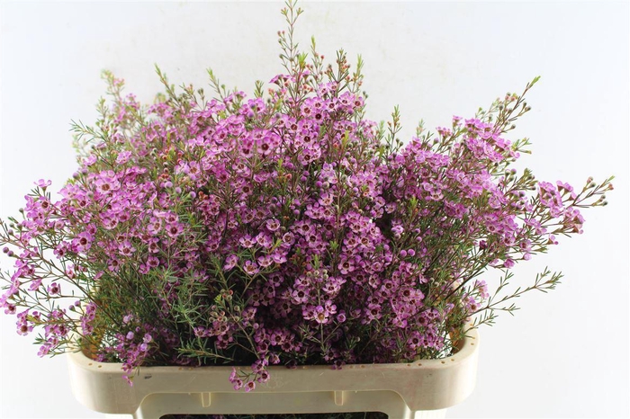 <h4>Chamelaucium Purple Pride</h4>