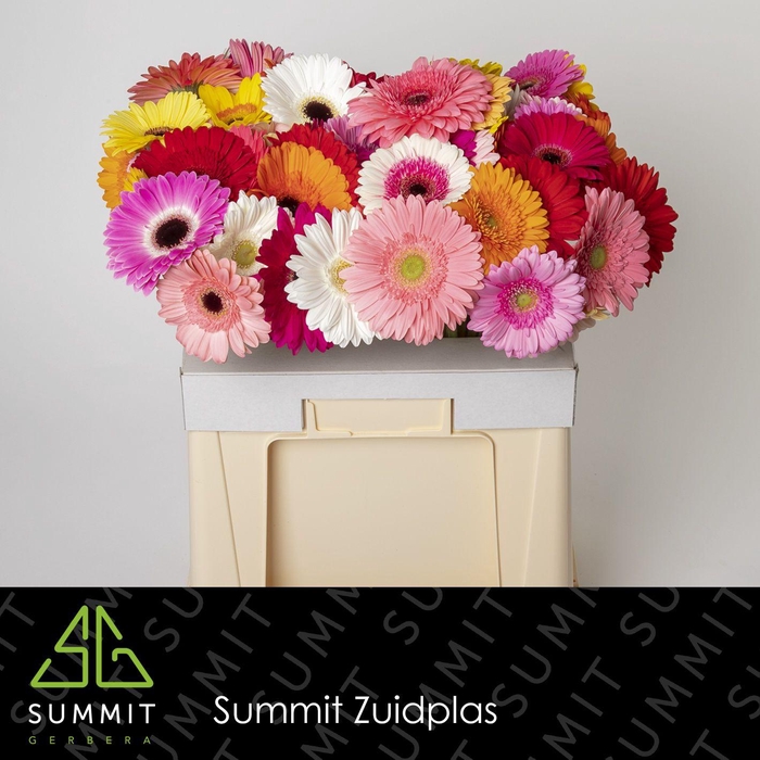 <h4>Gerbera Mix Water</h4>