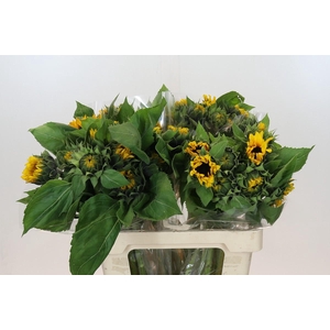 Helianthus Orange Fire