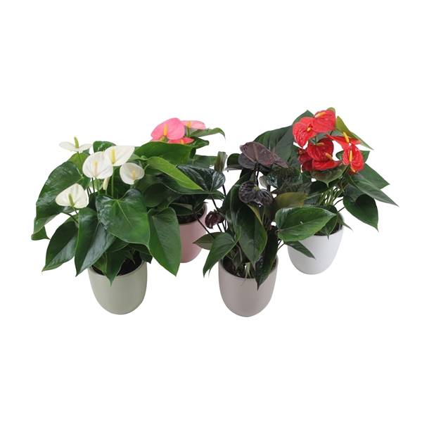 <h4>Anthurium Flamingomix 12cm in keramieken pot</h4>