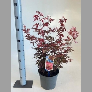 ACER PA ATROPURPUREU