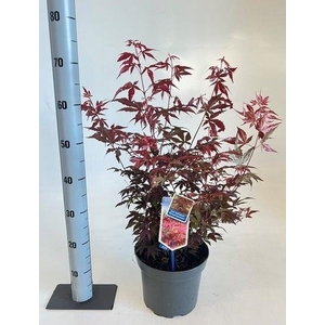 ACER PA ATROPURPUREU