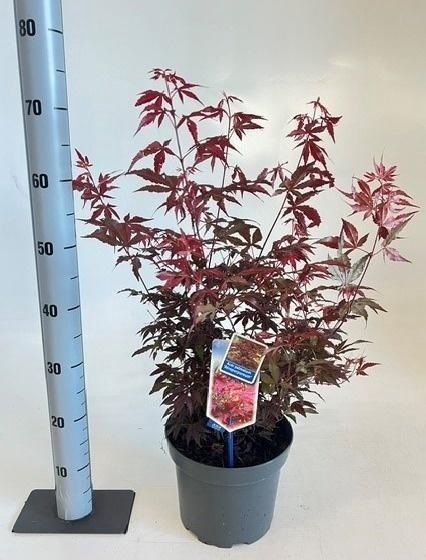 <h4>ACER PA ATROPURPUREU</h4>