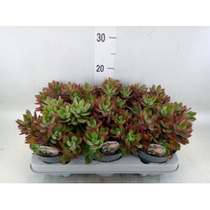 Echeveria pulvinata 'Devotion'