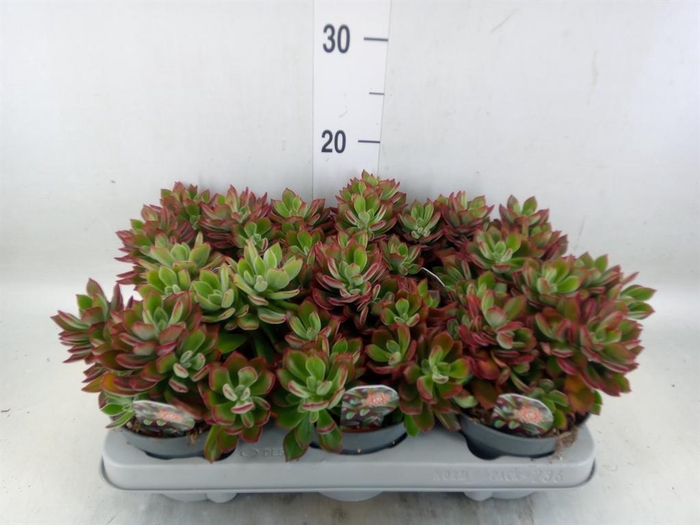 <h4>Echeveria pulvinata 'Devotion'</h4>