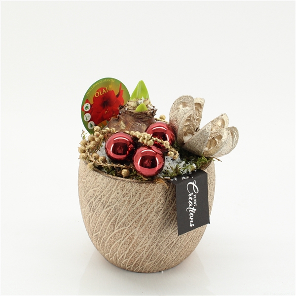 <h4>Arrangementen Hippeastrum</h4>