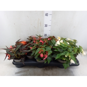 Begonia boliv. 'Dreams'   ...mix