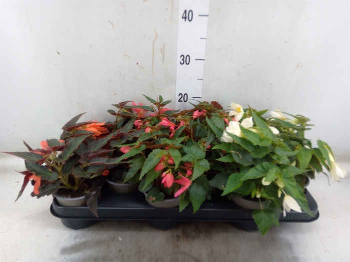 <h4>Begonia boliv. 'Dreams'   ...mix</h4>