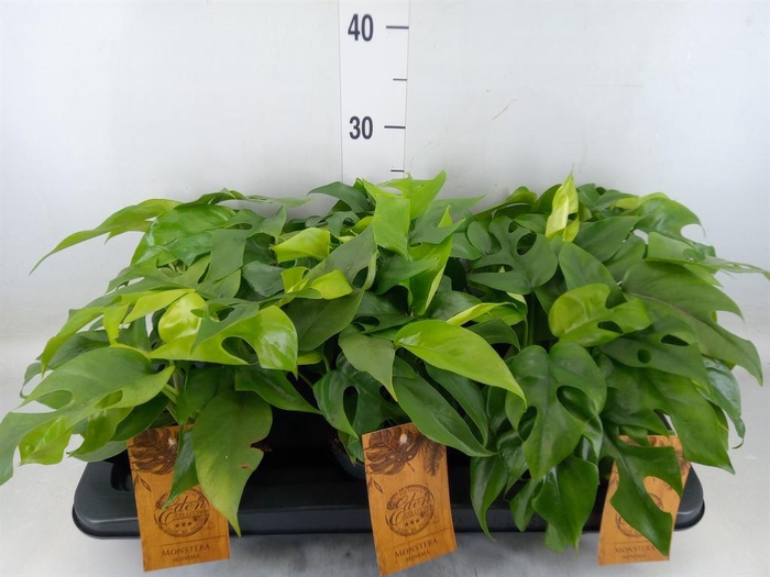 <h4>Monstera   ...</h4>