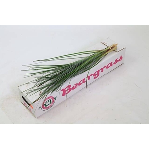 Leaf beargrass Green Ocean