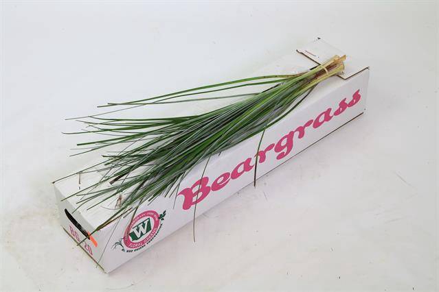 <h4>Leaf beargrass Green Ocean</h4>