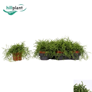 RHIPSALIS BA OASIS
