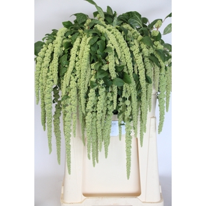 AMAR CA GREEN CORD