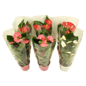 Anthurium Flamingo mix 14cm rood-roze-wit