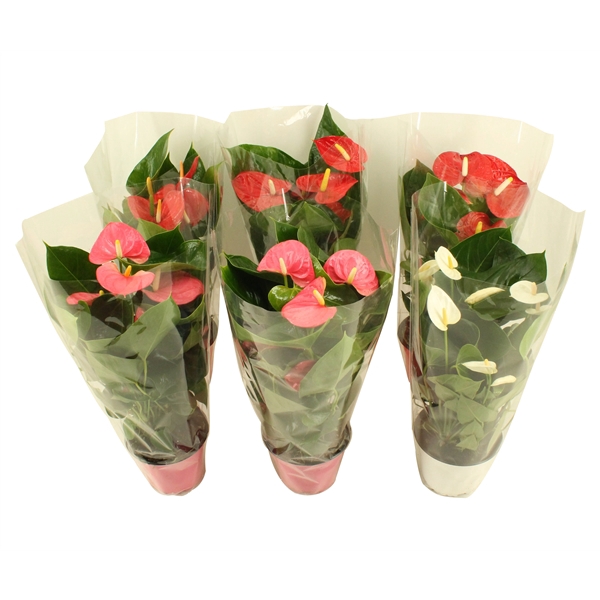 <h4>Anthurium Flamingo mix 14cm rood-roze-wit</h4>