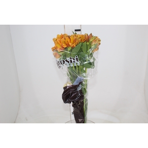 ALSTROEMERIA GYPSY 080 CM LARANJA